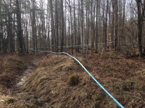 Running Sap along the course